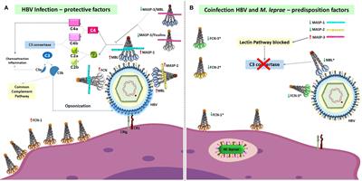 Hepatitis B Virus Infection Among Leprosy Patients: A Case for Polymorphisms Compromising Activation of the Lectin Pathway and Complement Receptors